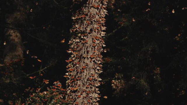 In Mexico, thousands of monarch butterflies rest on trees at sunset, turning branches into vibrant orange patterns. They lift in waves, float through the air, and land softly on leaves and grass.