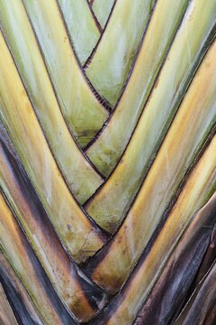 Base of a Traveller's Palm (Ravenala madagascariensis), rare type of a fan palm, detail view