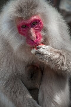 Japanese macaque (Macaca fuscata) eating, Yamanouchi, Nagano Prefecture, Honshu Island, Japan