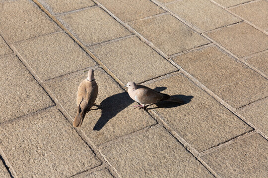 Deux pigeons sur un parvis ensoleill&eacute; en ville, vue en plong&eacute;e