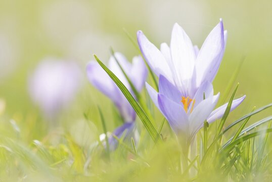 Purple crocuses (Crocus), Germany
