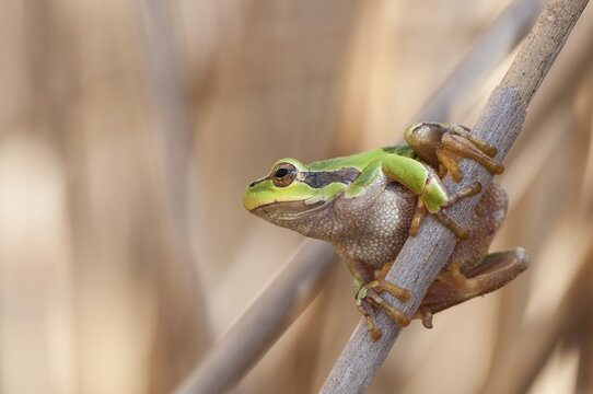 European Tree Frog (Hyla arborea) on a reed, Lake Neusiedl National Park, Burgenland, Austria