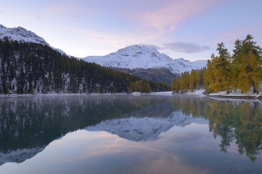 Lake Champfer with an autumnal coloured Larch (Larix) forest with Piz da la Margna at the rear, Pontresina, Grisons, Engadine, Switzerland, Europe