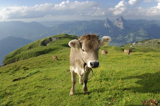 Cows on the Alps near Stoos, Schwyz, Switzerland
