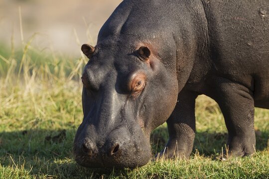 Hippopotamus (Hippopotamus amphibius), grazing at the bank of the Chobe River, Chobe National Park, Botswana