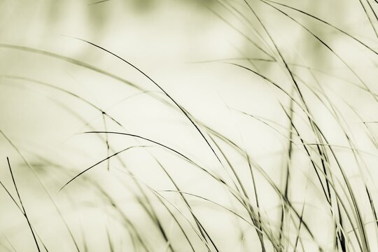 Marram Grass on sand, Rantum, Sylt Island, Germany