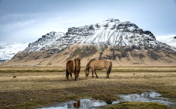 Two Icelandic horses (Equus islandicus) at a small river in front of snow covered mountains, South Iceland, Iceland