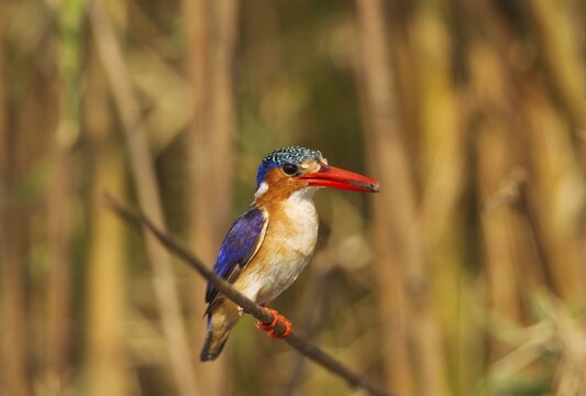 Malachite Kingfisher (Alcedo cristata), with prey at the bank of the Chobe River, Chobe National Park, Botswana