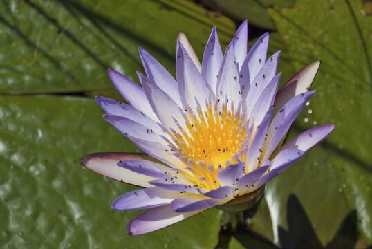 Egyptian Blue Lily or Sacred Blue Lily (Nymphea caerulea) in Nguma Lagoon on the Okawango River, Botswana, Africa