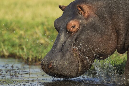 Hippopotamus (Hippopotamus amphibius), bull enters the Chobe River, Chobe National Park, Botswana