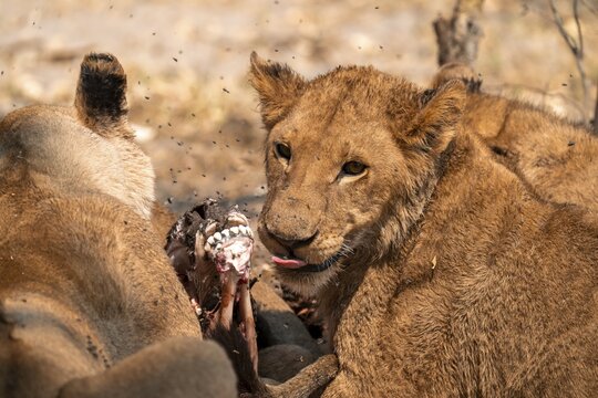 Lion pack with kill, lion (Panthera Leo) eats buffalo, savanna, Moremi Game Reserve, Botswana