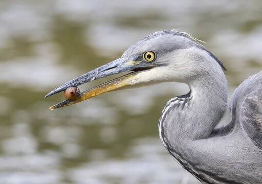 Young Grey Heron (Ardea cinerea) with a fruit, Hesse, Germany