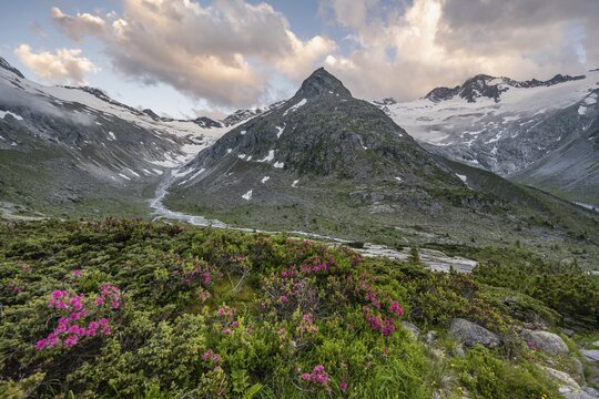 Evening mood, Alpine flowers, mountains on the Berliner H&ouml;henweg, Steinmandl mountain peak in the middle, Gro&szlig;er M&ouml;seler on the right, Hornkees and Waxeggkees glacier, Zillertal Alps, Zillertal, Tyrol, Austria