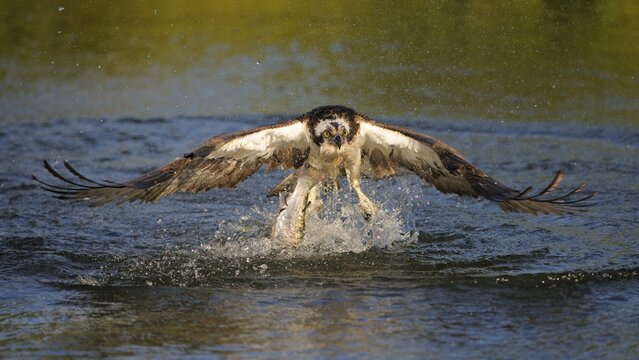 Osprey (Pandion haliaetus) in flight with Rainbow Trout (Oncorhynchus mykiss) as prey, Pothiolampi, Kangasala, Westfinnland, Finland
