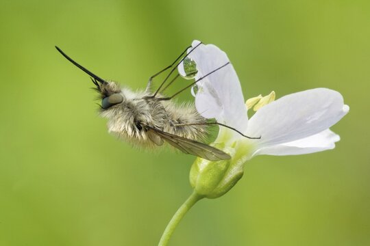 Greater Bee Fly (Bombylius major) feeding on a Cuckoo Flower or Lady's Smock (Cardamine pratensis), North Hesse, Hesse, Germany