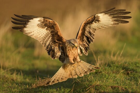 Red kite (Milvus milvus), landing in a meadow in first light, Extremadura, Spain