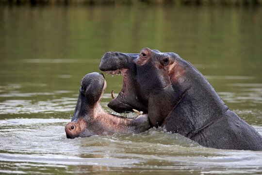 Hippos (Hippopatamus amphibius), adult, in water, two, fighting, threatening, yawning, Saint Lucia Estuary, Isimangaliso Wetland Park, Kwazulu Natal, South Africa
