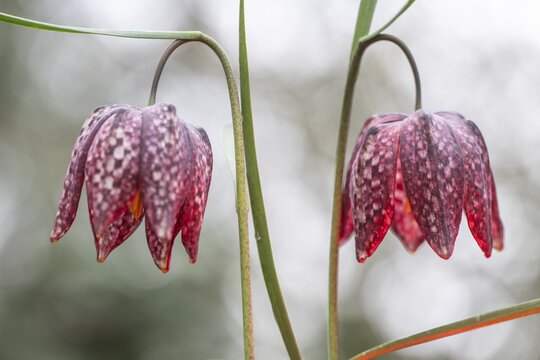 Snake's Head Fritillary (Fritillaria meleagris), Emsland, Lower Saxony, Germany