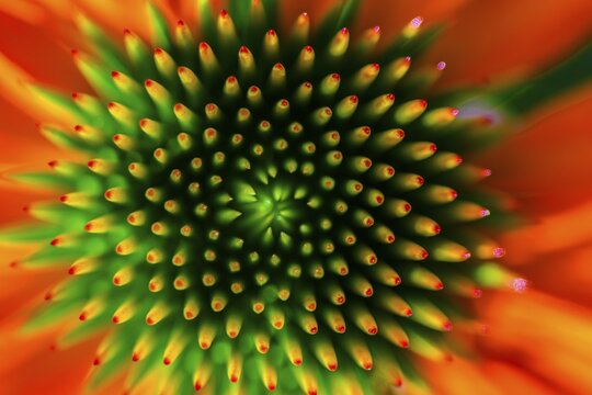 Red coneflower (Echinacea), seminal state, detail of the flower, Bavaria, Germany