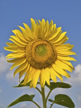 Sunflower (Helianthus annuus), Austria, Europe