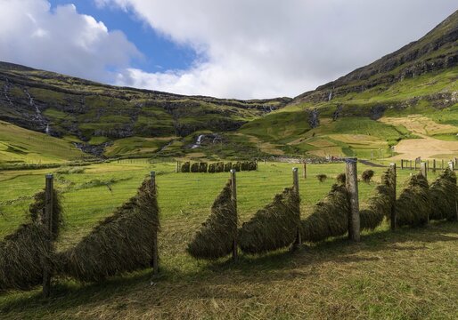 Hay hung to dry, Tj&ouml;rnuvik or Tj&oslash;rnuv&iacute;k, Streymoy, Faroe Islands, F&oslash;royar, Denmark
