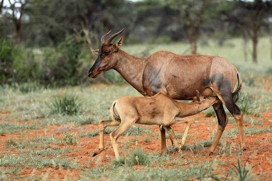 Tsessebe (Damaliscus lunatus), lyrebird, crescent moon antelope, adult, female, juvenile, suckling, Mokala National Park, Northern Cape, South Africa