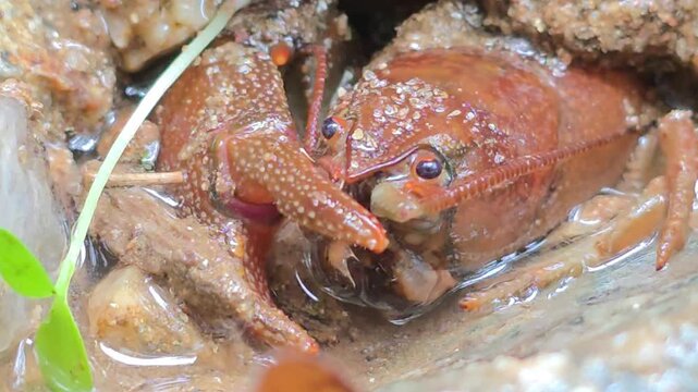 

Macro Shot of a Crayfish in the Wild Water Environment 7



