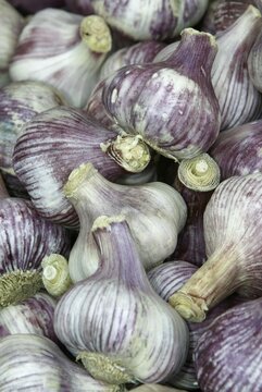 Garlic / (Allium sativum)