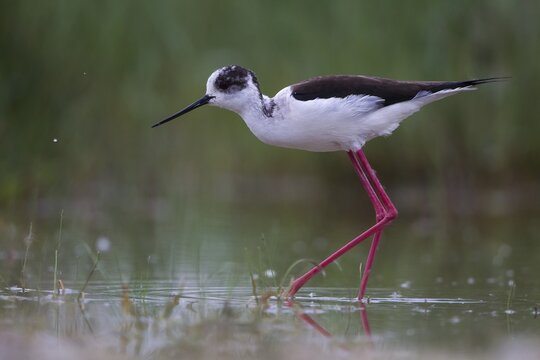 Black-winged Stilt (Himantopus himantopus) foraging, Lake Neusiedl, Austria