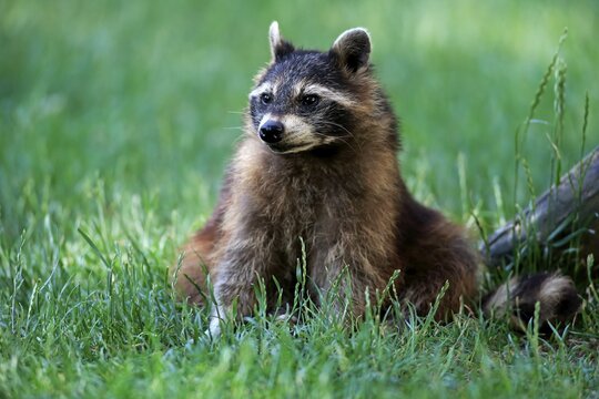 Raccoon (Procyon lotor), adult, sitting in meadow, captive