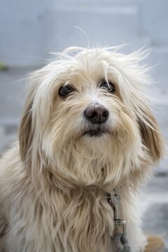 Shaggy dog with fur in front of face, Paros, Cyclades, Aegean Sea, Greece