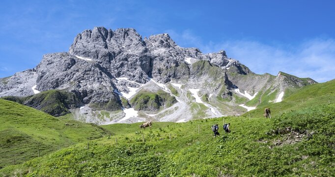Two hikers, cow in a meadow in the mountains, Heilbronner H&ouml;henweg, Allg&auml;u Alps, Bavaria, Germany
