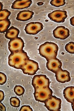 Detail of leopard sea cucumber (Bohadschia argus), Great Barrier Reef, Unesco World Heritage Site, Pacific, Australia