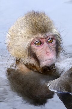 Young Japanese Macaque or Snow Monkey (Macaca fuscata), portrait, Affenpark Jigokudani, Nagano Pr&auml;fektur, Japan