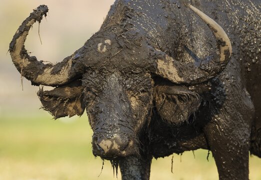 Cape Buffalo (Syncerus caffer caffer), bull has been enjoying a mud bath, Chobe National Park, Botswana