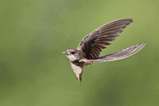 Sand martin (Riparia riparia), in flight with food in its beak, Reussegg nature reserve, Canton Aargau, Switzerland