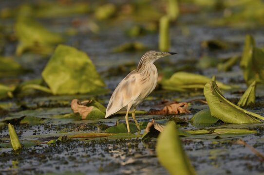 Squacco heron (Ardeola ralloides), Danube Delta, Murighiol, Romania, Europe