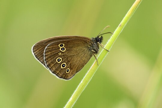 Ringlet butterfly (Aphantopus hyperantus), underside, Zug, Switzerland, Europe