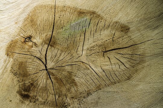 Tree slice with cracks in the wood, Baden-W&uuml;rttemberg, Germany