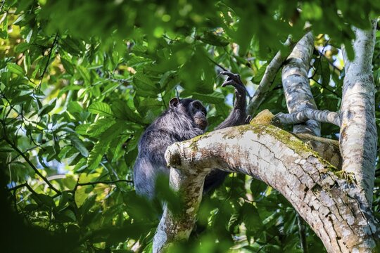 Chimpanzee (Pan Troglodytes), adult male in a tree, Murchison Falls National Park, Uganda