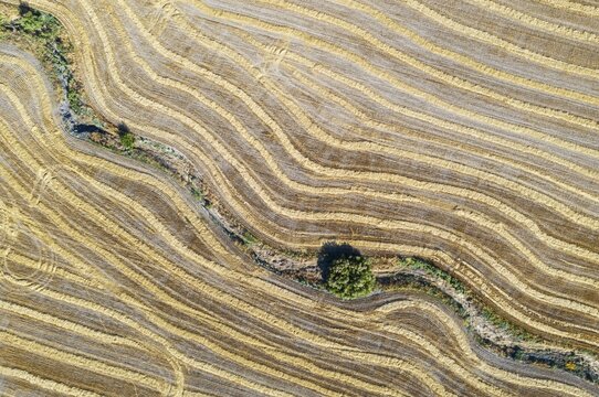 Abstract patterns in cornfield after wheat harvest, dry stream, aerial view, drone shot, C&oacute;rdoba province, Andalusia, Spain