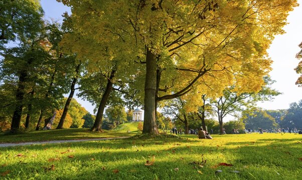 Autumn trees with yellow foliage, Monopteros, English Garden, Munich, Upper Bavaria, Bavaria, Germany