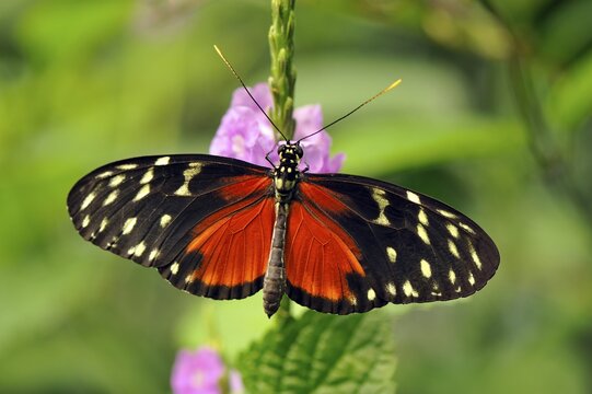 Passion butterfly (Heliconius sp.)