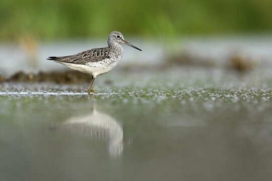 Common greenshank (Tringa nebularia), foraging in shallow water, Canton Aargau, Switzerland