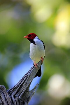 Yellow-billed cardinal (Paroaria capitata), adult on the lookout, Pantanal, Mato Grosso, Brazil