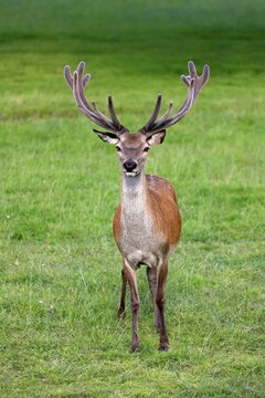 Red Deer (Cervus elaphus), adult male, stag, antlers in velvet, Surrey, England, United Kingdom