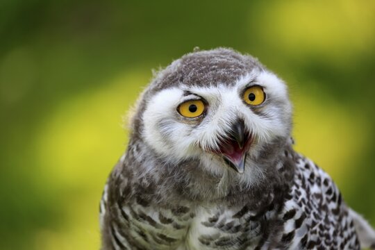 Snowy owl (Bubo scandiacus), adult, portrait, hooting, Kasselburg, Eifel, Germany