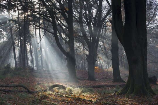 Rays of light in a beech forest, common beech (Fagus sylvatica), Emsland, Lower Saxony, Germany