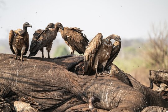 Many white-backed vultures (Gyps africanus), vultures feeding on the carcass of an elephant, macabre scavengers, Ihaha, Chobe National Park, Botswana
