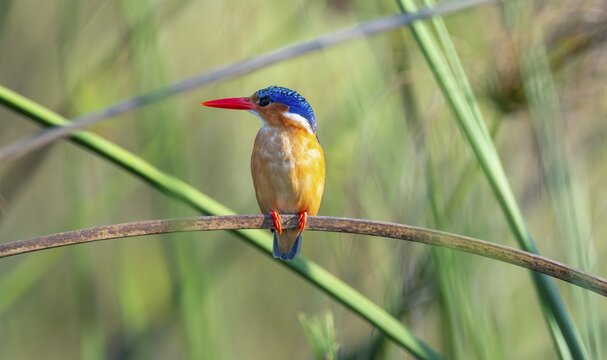 Crested Pygmy Kingfisher (Corythornis scalloped ribbonfish), bird sitting on a branch, Mabamba Swamp, Lake Victoria, Uganda